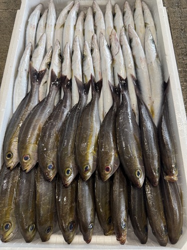 鮮魚BOX５㌔⁇約5kg(定置)