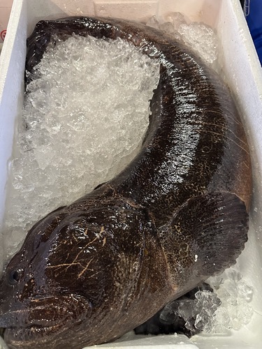 オオカミウオ1入約8kg