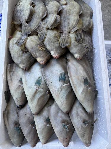 鮮魚BOX約5kg(定置)