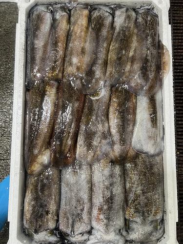 アオリイカ15入約6.7kg(定置)