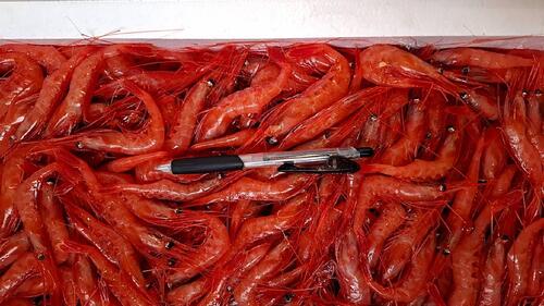甘エビ約3kg