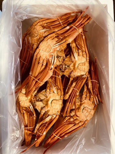 ボイルベニズワイガニ4入約1.8kg(カゴ)