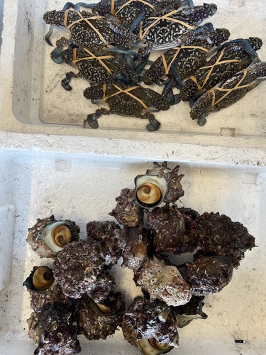 鮮魚BOX約4kg(沿岸)