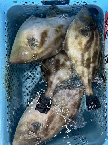 ウマヅラハギ約5kg(沿岸)