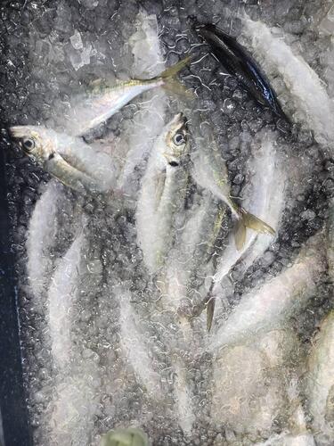 アジ(どんちっち)大サイズ12-16入約3kg(巻網)
