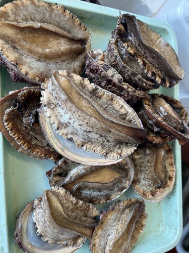 アカアワビ11入約2.8kg(沿岸)