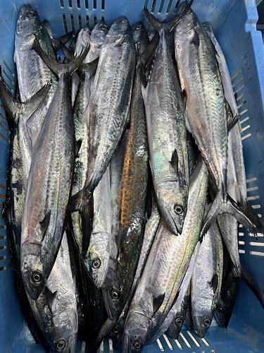 活〆サゴシ釣サゴシ　バラ12入約5kg(釣)