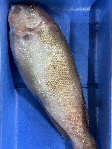 活〆シロアマダイ1入約1.3kg