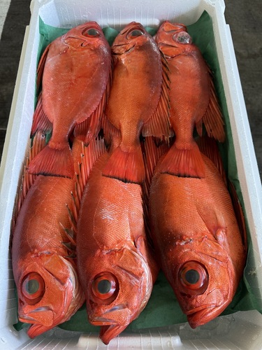 活〆チカメキントキ(釣)