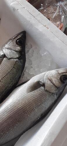 活〆ヒラスズキ3入約1.8kg(釣)