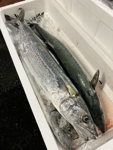 活〆サワラ4入約10.5kg(釣)