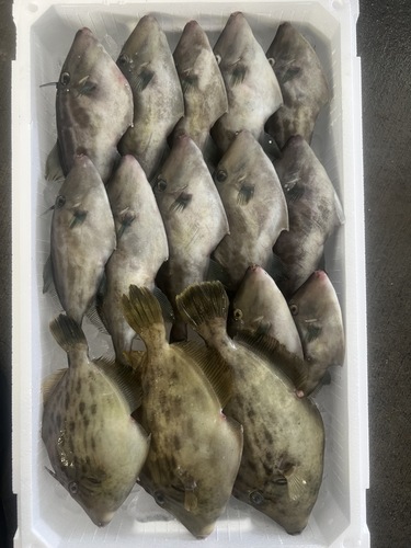 鮮魚BOX約2.8kg(定置)