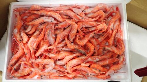 甘エビ（冷凍）1kg10入約10kg