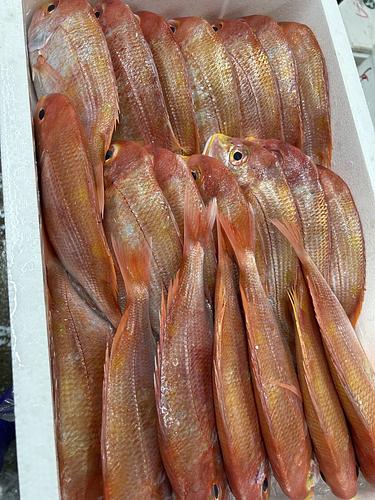 レンコダイ21入約9.5kg(底曳)