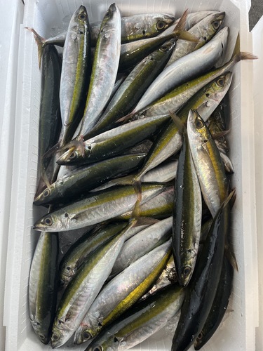 ムロアジ30-35尾約180g約5.5kg(定置)