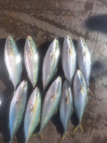 活〆ハマチ(天然)3入約10kg(定置)