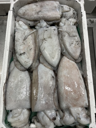 モンゴウイカ7入約5kg(定置)