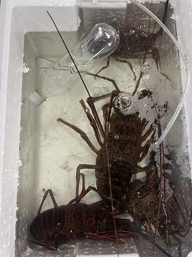 伊勢海老5入約2.2kg