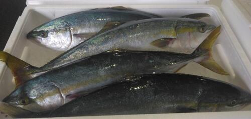ハマチ(天然)（ツバス）6-7㌔前後4入約6.8kg(定置)