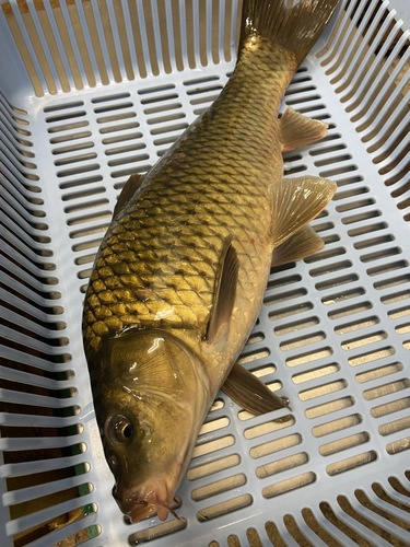 神経〆コイ3入約3.26kg(沿岸)