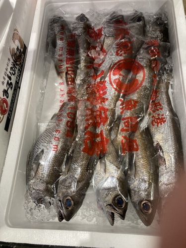 クロムツ12入約3.9kg(釣)