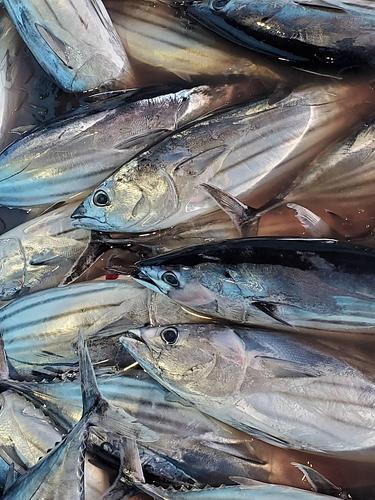 カツオ2入約6.5kg(釣)