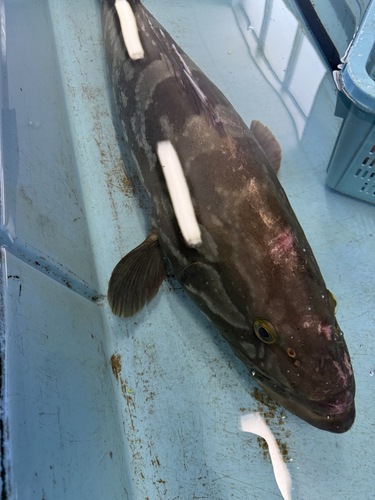 活クエ1入約18kg(釣)