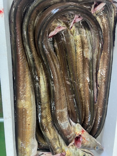神経〆ハモ【売約済み】5〜7入6入約8.5kg(底曳)