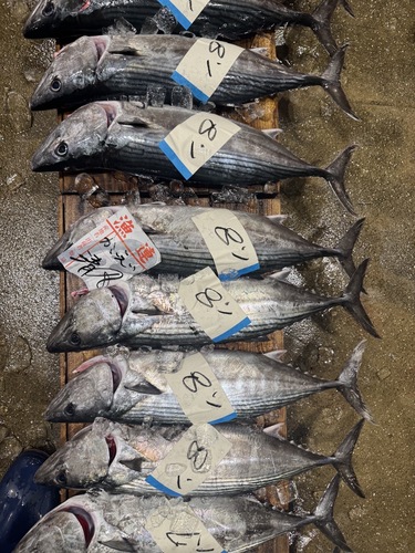 ハガツオ1.5kg〜2.5kg/匹約7kg(定置)