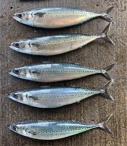 ゴマサバ7.5/8k10入約7.75kg(沿岸)