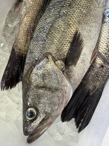 神経〆スズキ2入約4.9kg(釣)