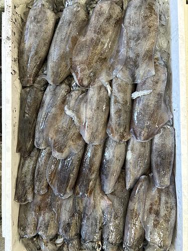 アオリイカ24入約4.4kg(定置)