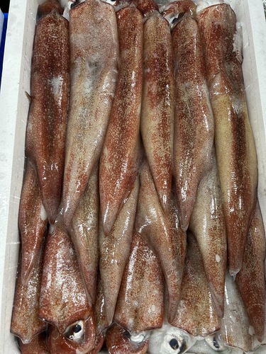 ケンサキイカ18入約8kg(底曳)