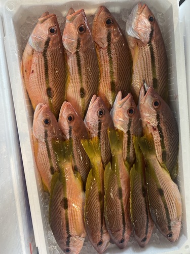 ヨコスジフエダイ14入約5.1kg(定置)