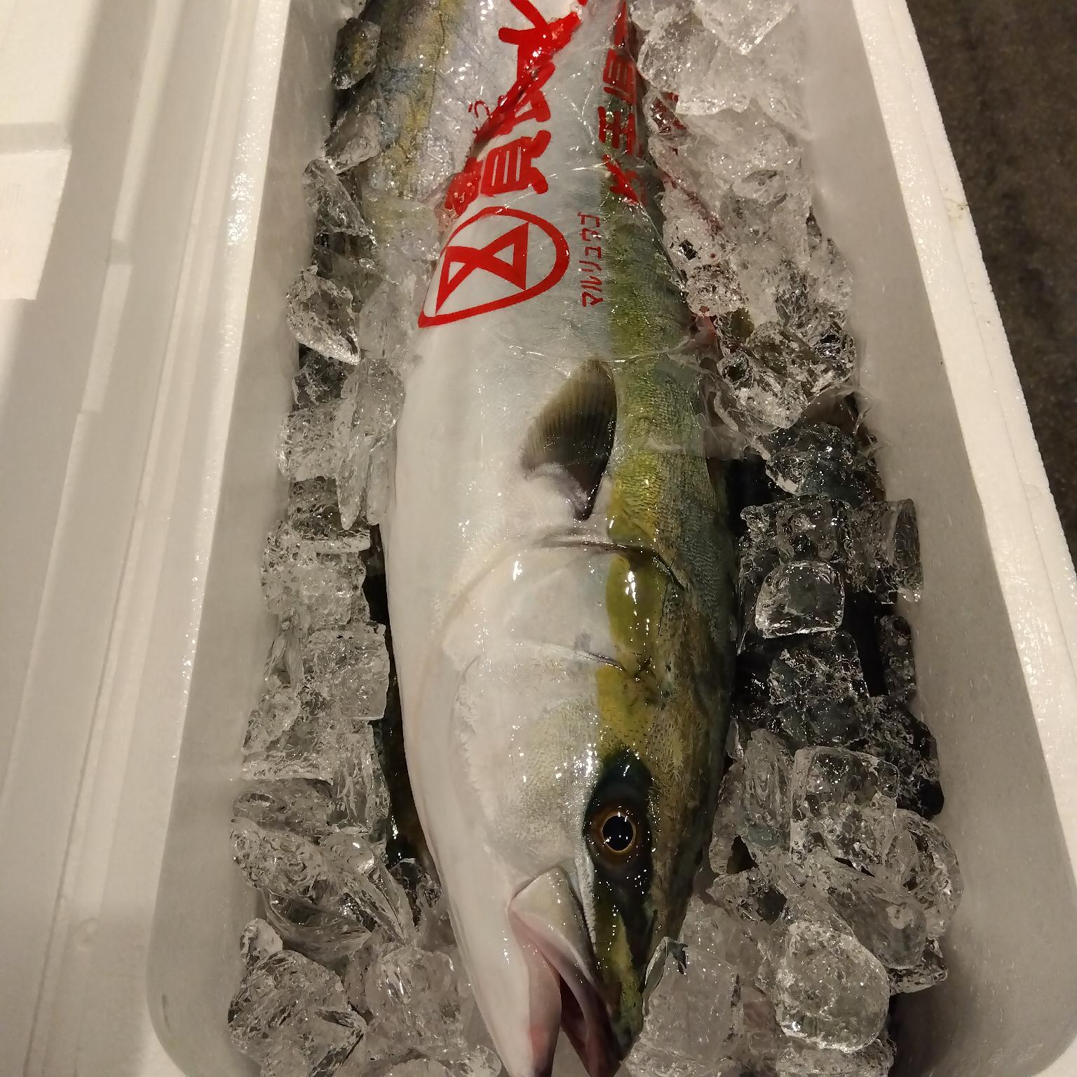 ハマチ(天然)(定置)【業務用の鮮魚仕入れならウーオ】