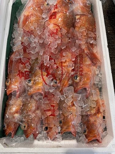 カサゴ12入約4.2kg(底曳)