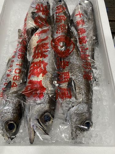 クロムツ6入約3.4kg(釣)