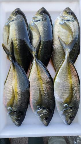 神経〆シマアジ（養殖）0.8~1.1kg6入約5.8kg(沿岸)