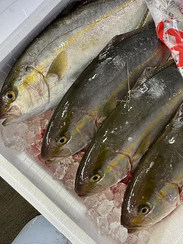 活〆カンパチ7入約5.1kg(定置)