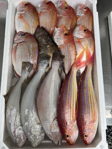 鮮魚BOX約4.4kg(釣)