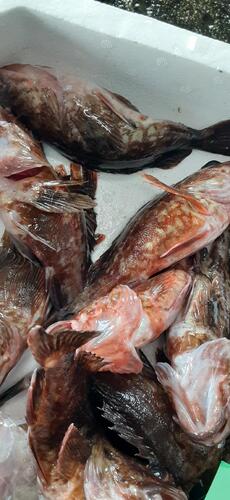 カサゴ19入約1.7kg(沿岸)