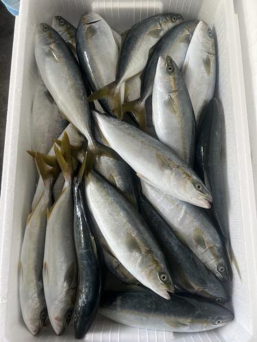 ツバス約5.5kg(定置)