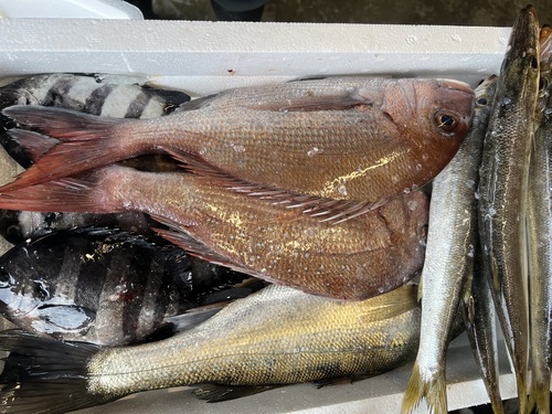 鮮魚BOX約5.2kg(定置)