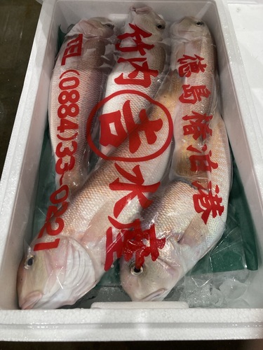 シロアマダイ5入約3.5kg(釣)
