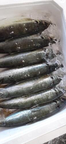 活〆マルアジ12入約2.2kg(釣)