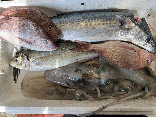 鮮魚BOX約5.1kg(定置)