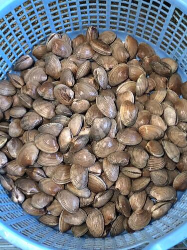 アサリ約4kg(沿岸)
