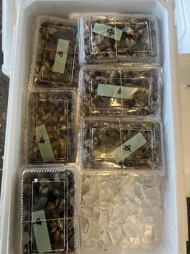 カメノテ中サイズ6入約3kg
