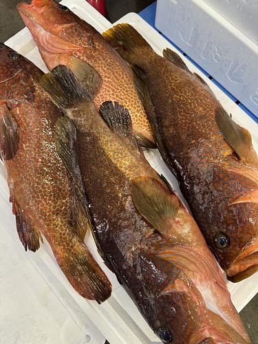 活〆キジハタ(アコウ)4入約3.1kg(釣)