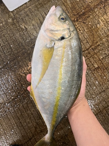 シマアジ1.2k 天然物1入約1.2kg(底曳)
